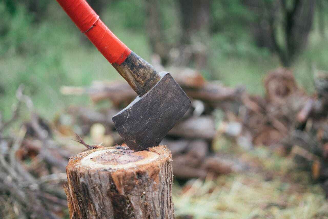 Best Tree Stump Removal  in Zephyrhills, FL